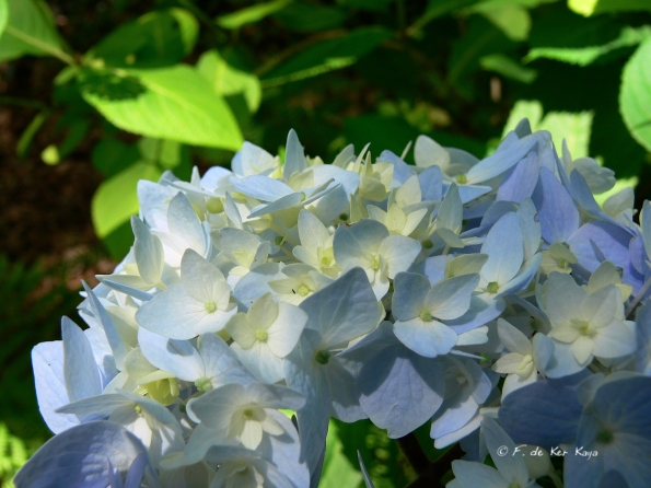 Bois des Moutiers (119) Juin 2012